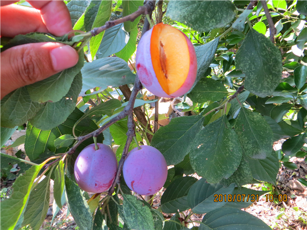 西門(mén)法蘭西李子苗